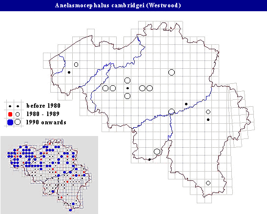 distribution of A. cambridgei in Belgium