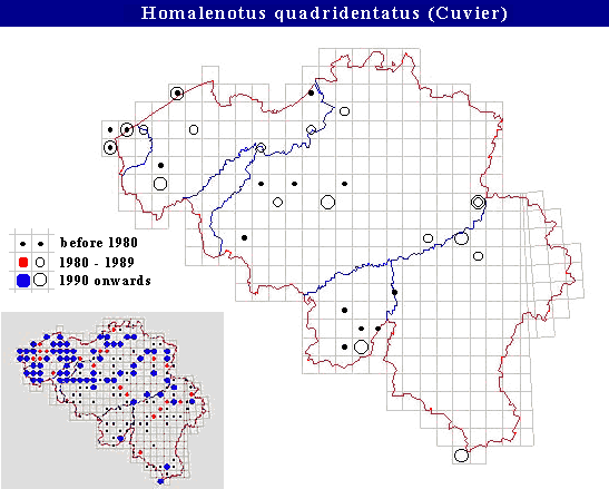distribution of Homalenotus quadridentatus in Belgium