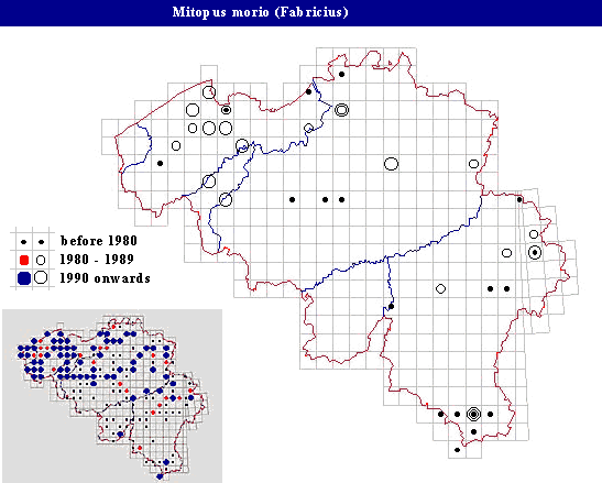 distribution of Mitopus morio (Fabricius) in Belgium
