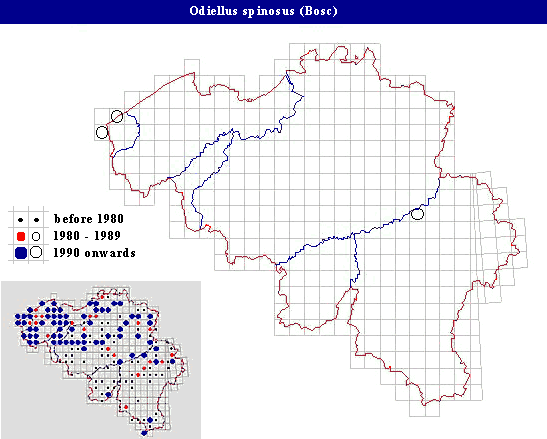 distribution of Odiellus spinosus (Bosc) in Belgium