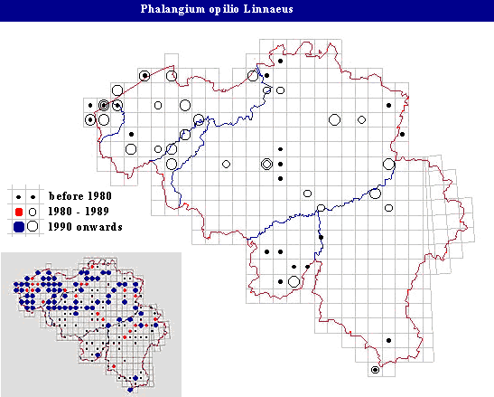 distribution of Phalangium opilio Linneaus in Belgium