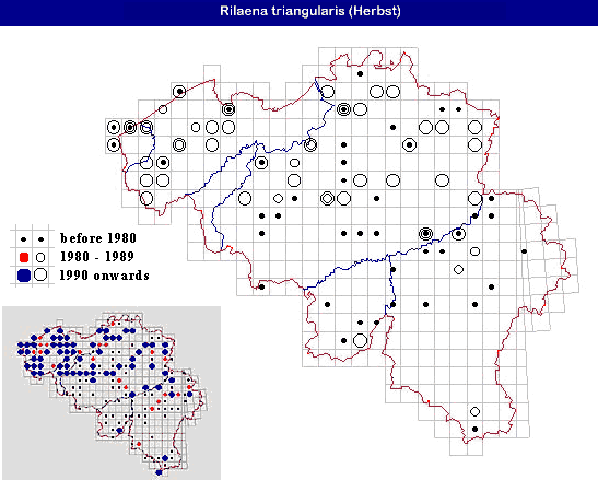 distribution of Rilaena triangularis (Herbst) in Belgium