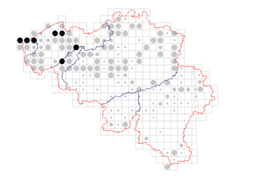 map of Dicranopalpus ramosus in Belgium