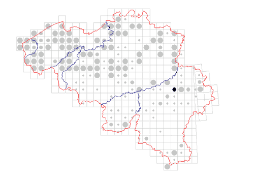 distribution of Lacinius horridus in Belgium