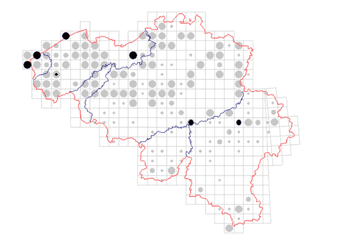 distribution of Opilio parietinus in Belgium